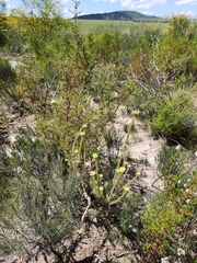 Leucadendron verticillatum