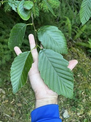 Melampsoridium hiratsukanum
