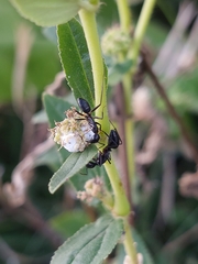 Camponotus compressus