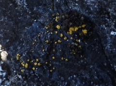 Candelariella aurella