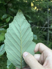 Melampsoridium hiratsukanum