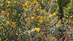 Stirtonanthus taylorianus