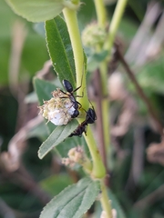 Camponotus compressus