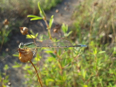 Paracercion v-nigrum