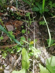 Ranunculus monophyllus