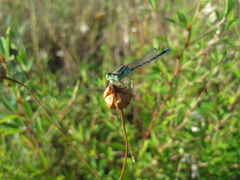 Paracercion v-nigrum