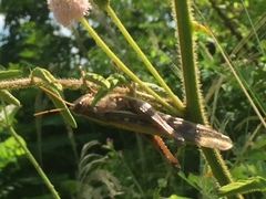 Schistocerca americana