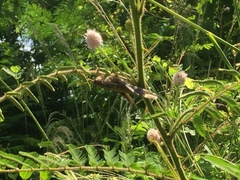 Schistocerca americana