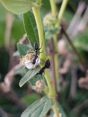 Camponotus compressus