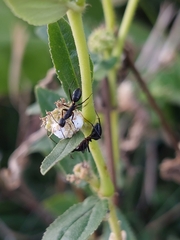 Camponotus compressus