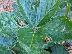 Pennisetia marginatum