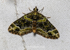 Apithecia viridata