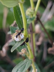 Camponotus compressus