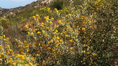 Stirtonanthus taylorianus