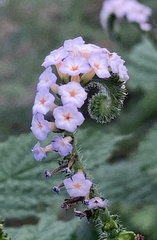 Heliotropium indicum