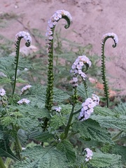 Heliotropium indicum