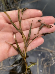 Potamogeton zosteriformis