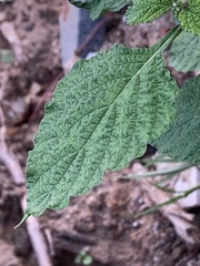 Heliotropium indicum