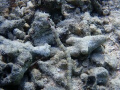 Corythoichthys haematopterus