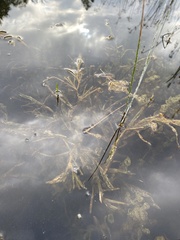 Potamogeton zosteriformis