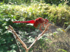 Crocothemis servilia mariannae
