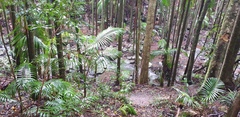Archontophoenix cunninghamiana