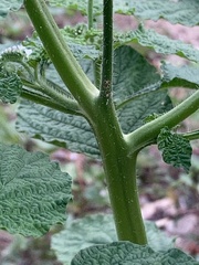 Heliotropium indicum