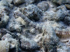 Corythoichthys haematopterus