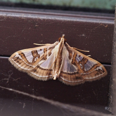 Glyphodes duplicalis