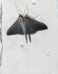 Neadeloides glaucoptera