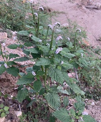 Heliotropium indicum