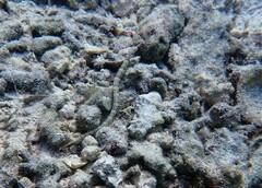 Corythoichthys haematopterus