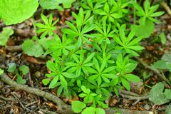 Galium odoratum