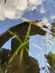 Potamogeton alpinus