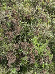 Foeniculum vulgare