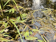 Potamogeton alpinus