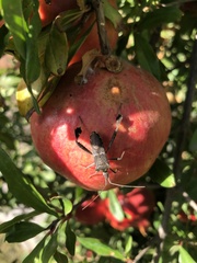 Leptoglossus zonatus