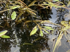 Potamogeton alpinus
