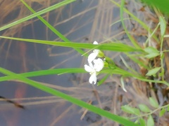 Cardamine dentata