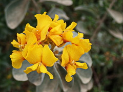 Stirtonanthus taylorianus