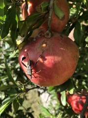 Leptoglossus zonatus