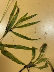 Potamogeton alpinus