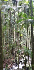 Archontophoenix cunninghamiana