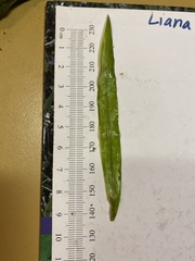 Potamogeton alpinus