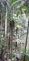 Archontophoenix cunninghamiana