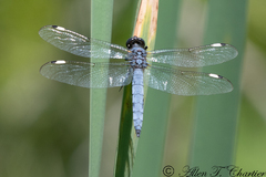Libellula cyanea