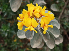 Stirtonanthus taylorianus