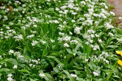Allium ursinum