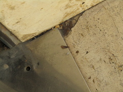 Kalotermes flavicollis