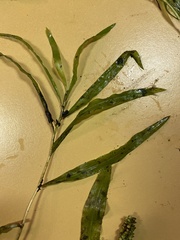 Potamogeton alpinus